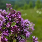 кичера