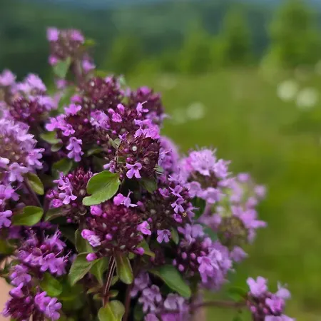 кичера